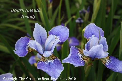 Bournemouth Beauty 27.5 (2)